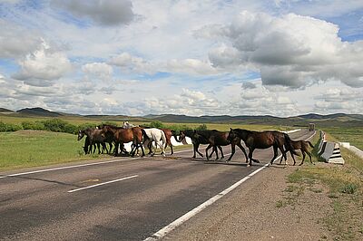 Tierische Lebensgefahr auf der Autobahn: Wenn wilde Tiere wüten..